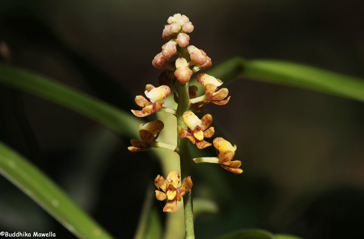 Pomatocalpa maculosum subsp. maculosum (Lindl.) J.J.Sm.